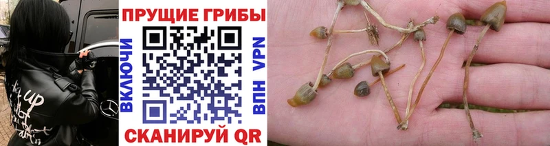 Псилоцибиновые грибы Psilocybine cubensis Берёзовка